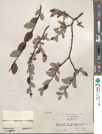 Salix planifolia image