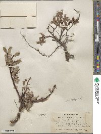 Salix planifolia image