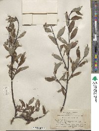 Salix planifolia image