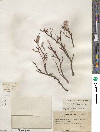 Salix planifolia image