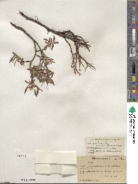 Salix planifolia image