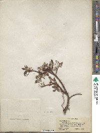 Salix planifolia image