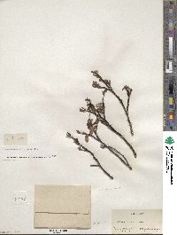 Salix planifolia image