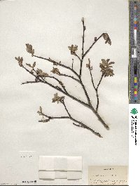 Salix planifolia image