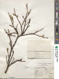 Salix planifolia image