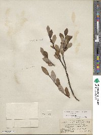 Salix planifolia image