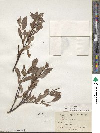 Salix planifolia image