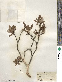 Salix planifolia image