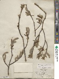 Salix planifolia image