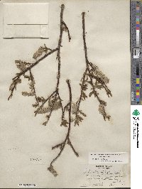 Salix planifolia image