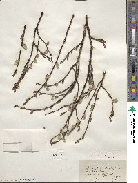 Salix planifolia image