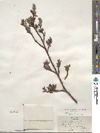 Salix planifolia image