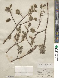 Salix planifolia image