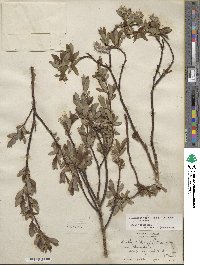 Salix planifolia image