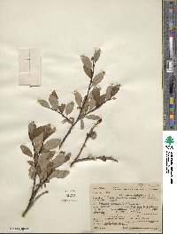 Salix planifolia image