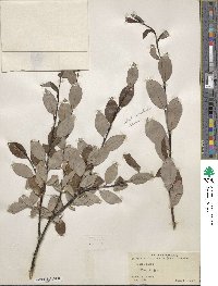 Salix planifolia image