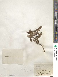 Salix planifolia image