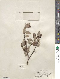 Salix planifolia image