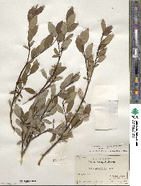 Salix planifolia image