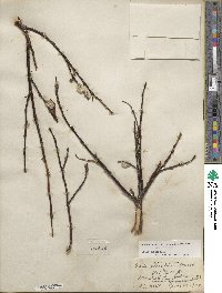 Salix planifolia image