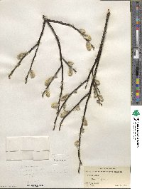 Salix planifolia image