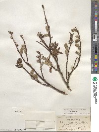 Salix planifolia image