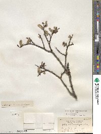 Salix planifolia image