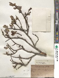 Salix planifolia image