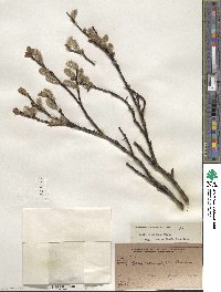 Salix planifolia image