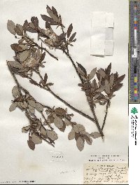 Salix planifolia image