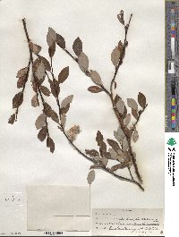 Salix planifolia image