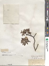 Salix planifolia image