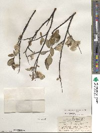 Salix planifolia image