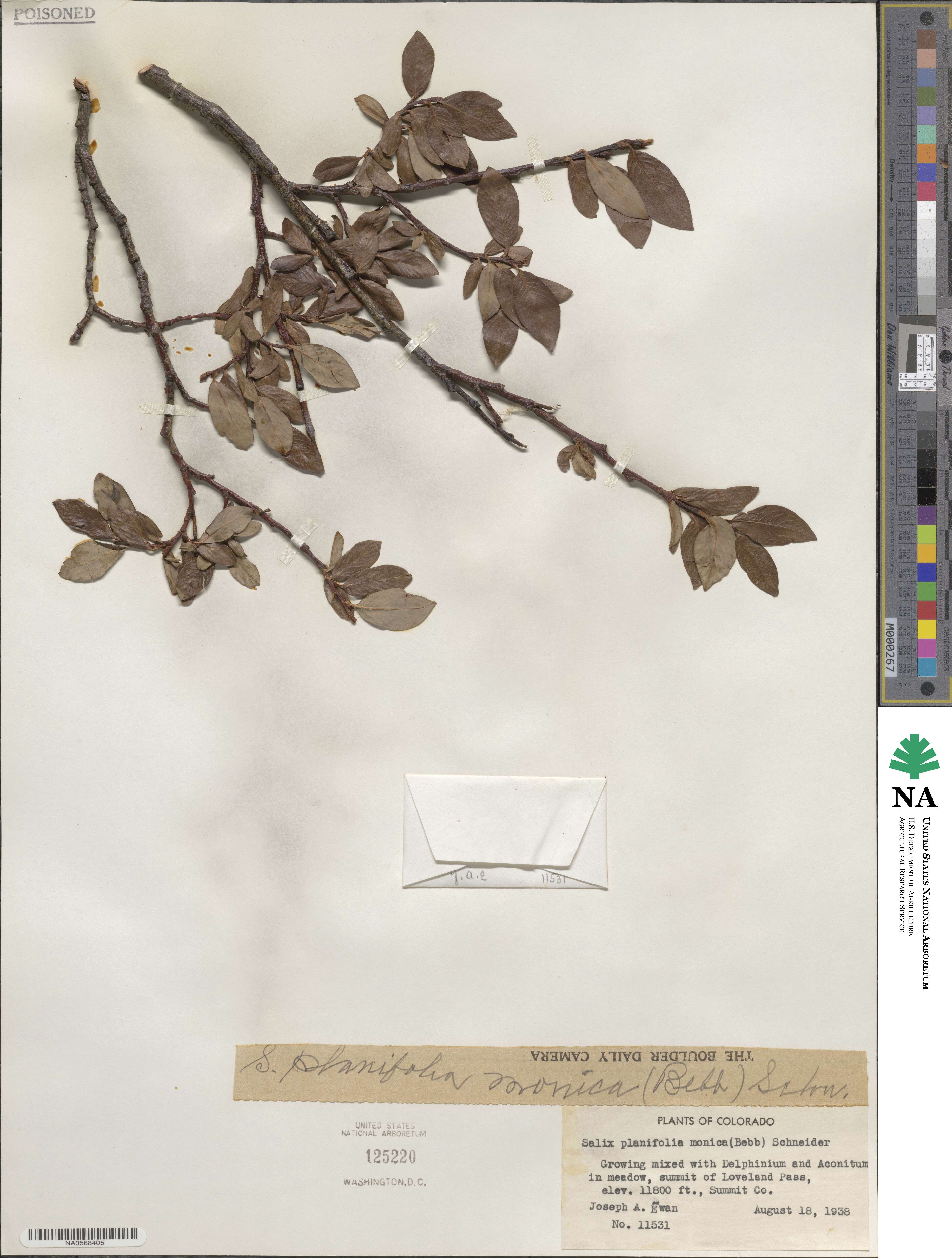 Salix planifolia image