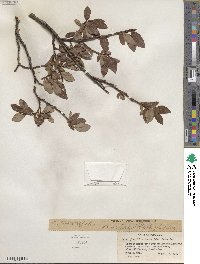 Salix planifolia image