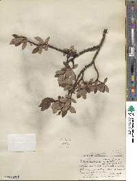 Salix planifolia image