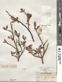 Salix planifolia image