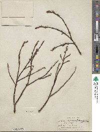 Salix planifolia image