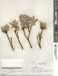 Salix planifolia image