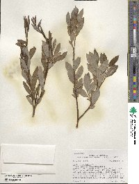 Salix planifolia image