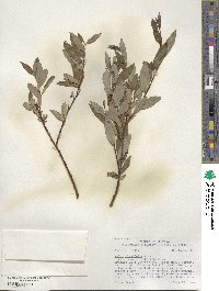 Salix planifolia image