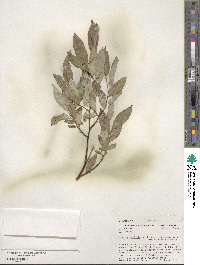 Salix planifolia image