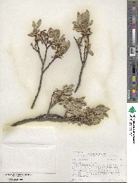 Salix planifolia image