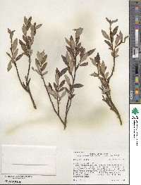 Salix planifolia image