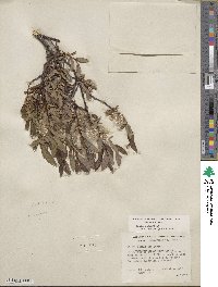 Salix planifolia image