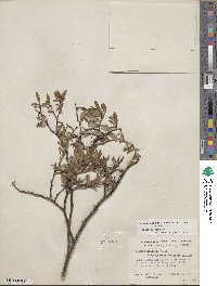 Salix planifolia image