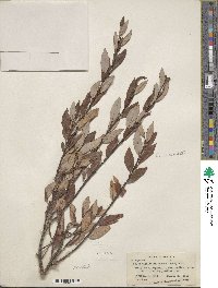 Salix planifolia image