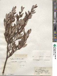 Salix planifolia image