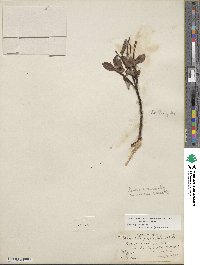 Salix planifolia image