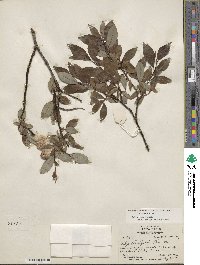 Salix planifolia image